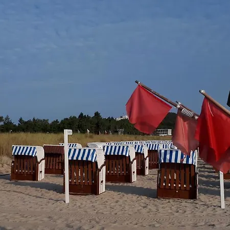 Strandrose